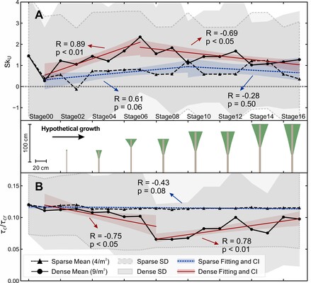 Figure 1. Simulated progressive alteration of hypothetical vegetation morphological growth on hydrodynamics at the early growth stage within a restored estuarine pond. Impact of plant growth on (A) tidal asymmetry denoted by velocity skewness Sk_U; and (B) normalized bed shear stress \tau_c/\tau_{cd}. SD in the figure denotes standard deviation, and CI denotes confidence interval. Red blocks represent the dense planting scenarios and blue blocks represent the sparse planting scenarios. (Figure from Luo et al., in review.)