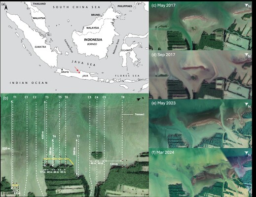 Figure 1. (a) Location of Demak, Indonesia. (b) Location of the morphodynamic monitoring transects. (c-f) 2D chenier evolution between May 2017 and March 2024 (Google Earth)