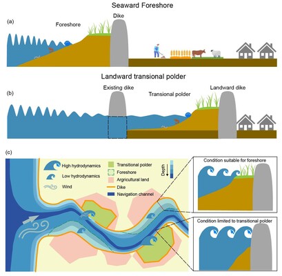 A conceptual illustration of two nature-based coastal protection schemes. (a) The seaward foreshore involves developing a saltmarsh in front of existing dikes to enhance coastal protection. (b) The landward transitional polder scheme involves creating a transitional polder between double dikes, which can act as a buffer and contribute to flood defense. (c) Feasibility of foreshore and transitional polder. In areas with gentle slope gradients and low hydrodynamic forces, seaward schemes such as foreshores are more feasible as these conditions allow marshes to develop naturally and thrive (top right). Conversely, in regions near deep navigation channels with steep gradients and strong hydrodynamic forces which may further intensified by wind-induced waves (as depicted in the left high hydrodynamics area), seaward marsh establishment is considerably more challenging or impossible (bottom right). In such high-energy environments, landward schemes, like transitional polders, are the only option for reliable nature-based coastal protection. Here, dikes can be (temporarily) breached by constructing a tidal inlet, to convert agricultural land (temporarily) into tidal wetlands, offering a viable alternative for marsh creation in areas where direct seaward approaches are less/not effective.